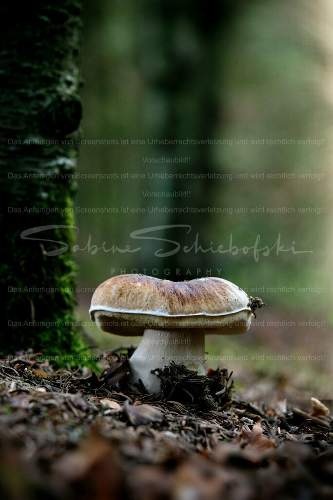 Wandbild Steinpilz | People- und Tierfotografie, Imageaufnahmen, Veranstaltungsfotografie und Wandbilder aus der Natur ★ Made in Germany ✔️ Druck + Downloads ✔️ Naturfotografie in Top Qualität ★ schneller Versand, weltweite Lieferung! - Realisiert mit Pictrs.com