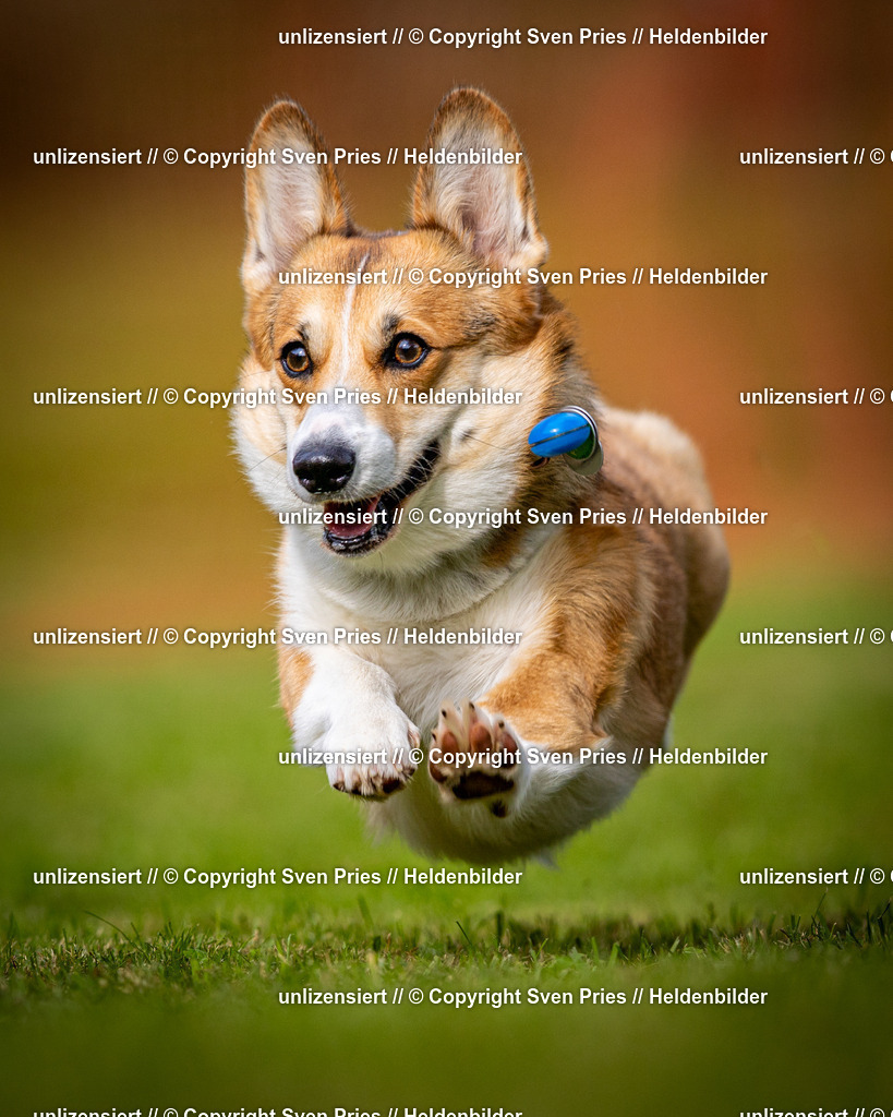 Sven Pries | 2024-09-22 - Hunderennen Baden-BadenPudelverein - Realisiert mit Pictrs.com