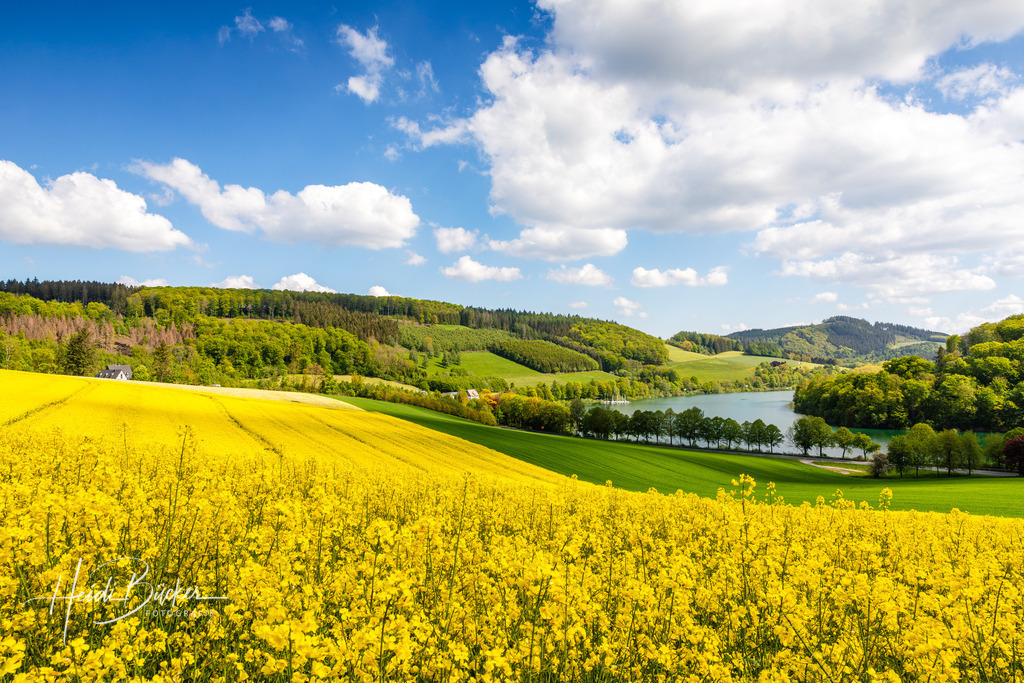 Rapsfeld am Hennesee | Rapsfeld bei Mielinghausen am Hennesee - Realisiert mit Pictrs.com
