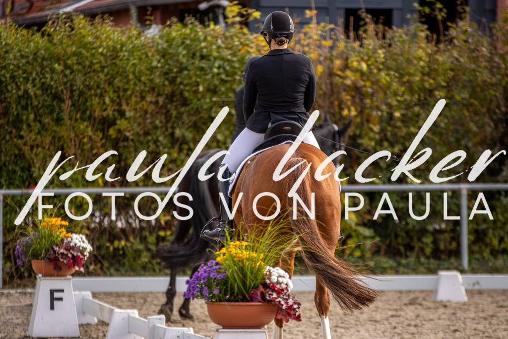 IMG_3334 | Erleben Sie dynamische Sport- und emotionale Tierfotografie in Süddeutschland mit Fotos von Paula. Spezialisiert auf Pferde- und Hundefotografie sowie Sportevents. Kontaktieren Sie mich für einzigartige und ausdrucksstarke Bilder Ihrer besonderen Momente.