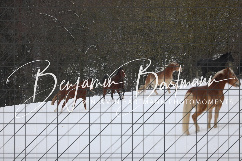 AZ2A3348 | Benjamin Bartmann Photomoments