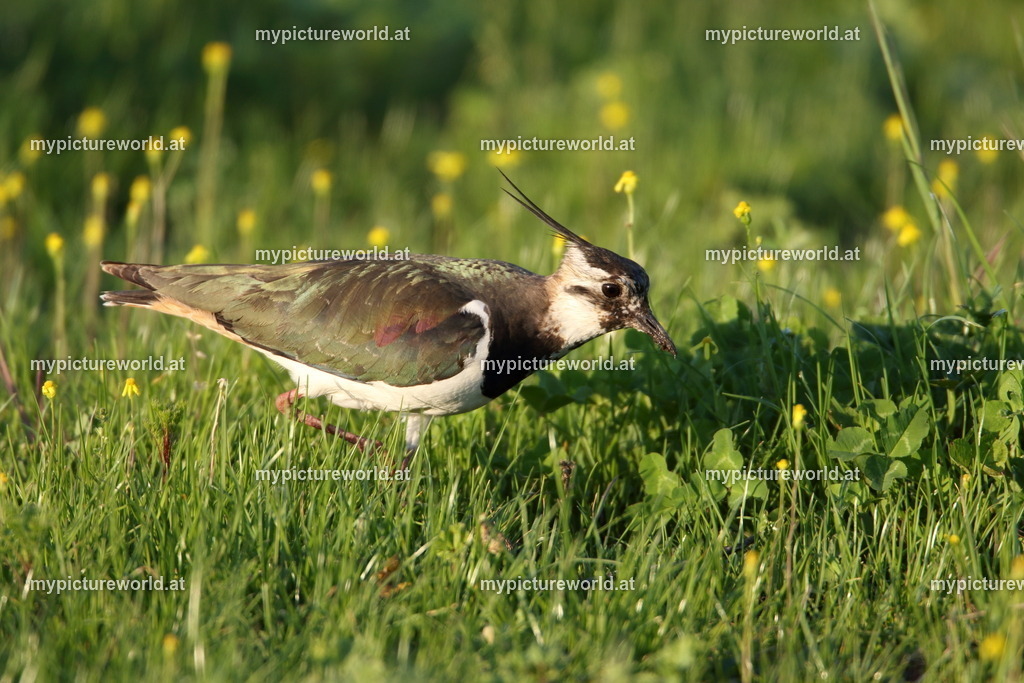 Kiebitz-111 | Das Bilderarchiv über Tiere, Planzen und Landschaften. In der Bilddatenbank finden Sie ein große Auswahl an hochwertigen Bilder für Ihre Werbung - Realisiert mit Pictrs.com