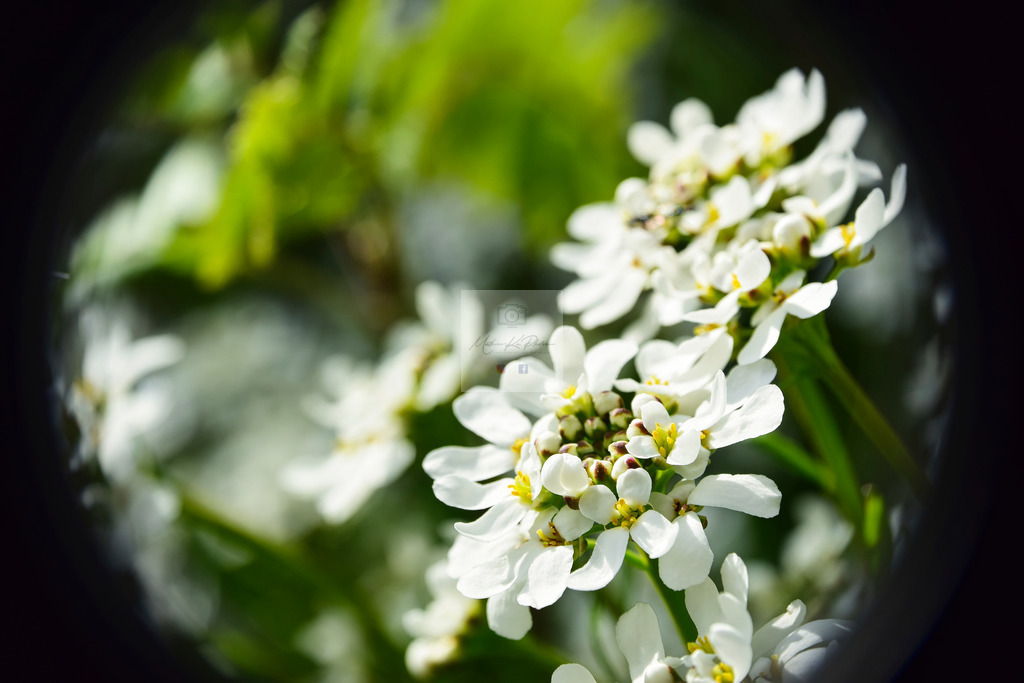 Makro - floral (9) | Buche Fotoshootings und entdecke hochwertige Fotoprodukte bei Mathias Ku Photos. Personalisiert, kreativ & mit Liebe zum Detail. Jetzt informieren! - Realisiert mit Pictrs.com