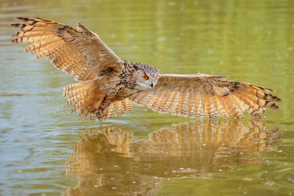 Wandbild: Uhu im Tiefflug über dem Wasser | Ein majestätischer Uhu gleitet im Tiefflug knapp über die glatte Wasseroberfläche – seine mächtigen Flügel weit ausgebreitet, der Blick konzentriert und kraftvoll. Die Spiegelung im Wasser verstärkt die eindrucksvolle Dynamik dieser Aufnahme. Dieses außergewöhnliche Naturmotiv steht für Präzision, Stärke und die lautlose Eleganz dieses imposanten Nachtjägers. Ein spektakuläres Wandbild für alle, die Wildtiere lieben und besondere Momente der Natur schätzen.