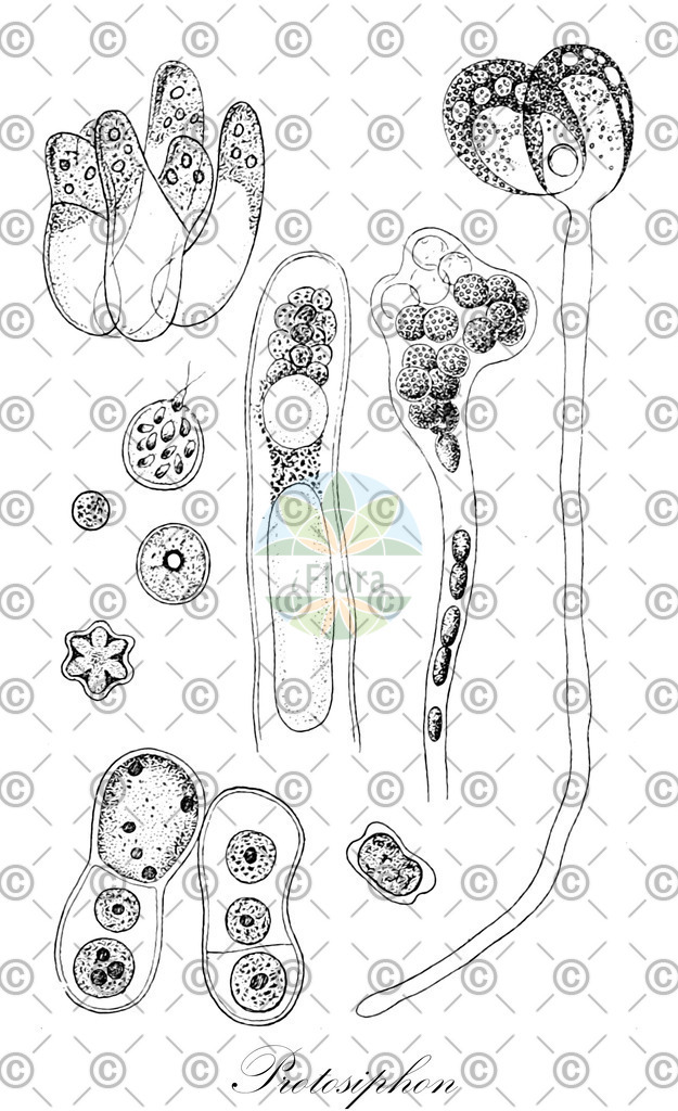 HistAbb_wfo-0000063613_2_ENZY_Simple | Historische Abbildung von Protosiphon - Protosiphonaceae (0) | Historical Illustration of Protosiphon - Protosiphonaceae (0)