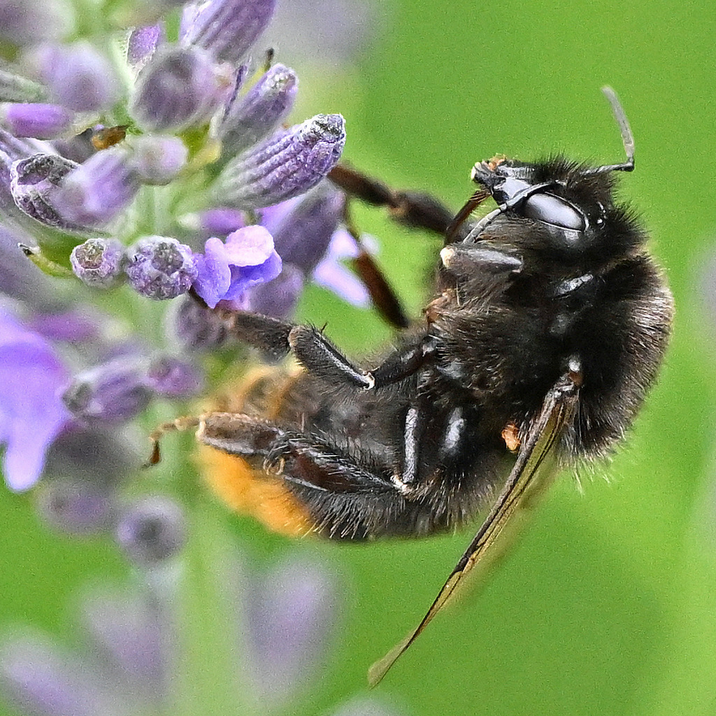 Steinhummel01q-5 | lucisnaturbilder - Realisiert mit Pictrs.com