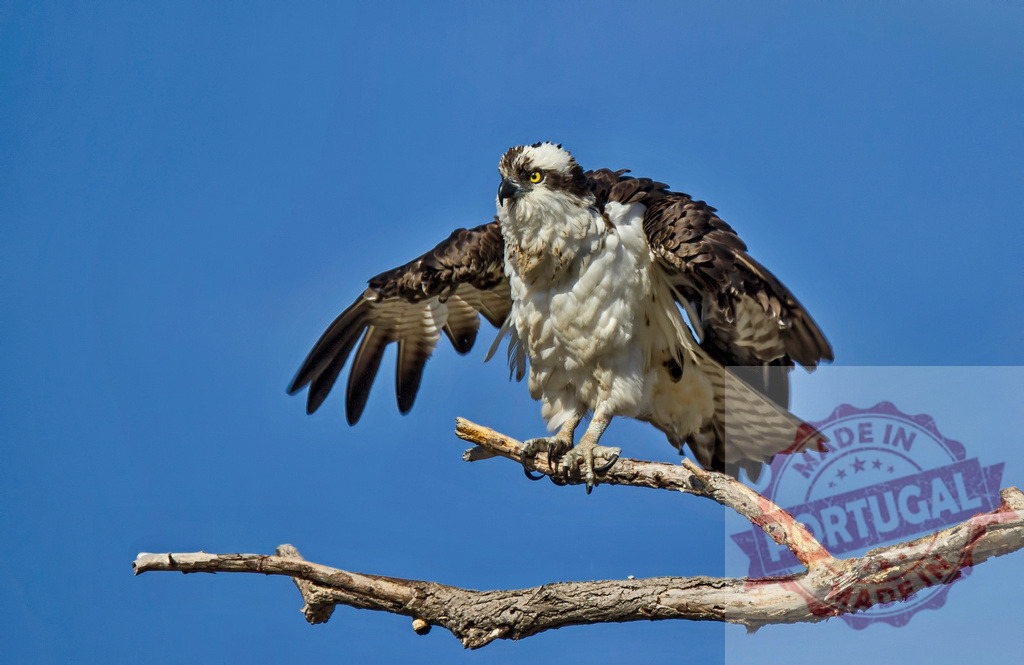 Osprey spreading wings on branch under blue sky | Osprey perching on a tree branch, spreading wings against clear blue sky in wildlife - Realized with Pictrs.com