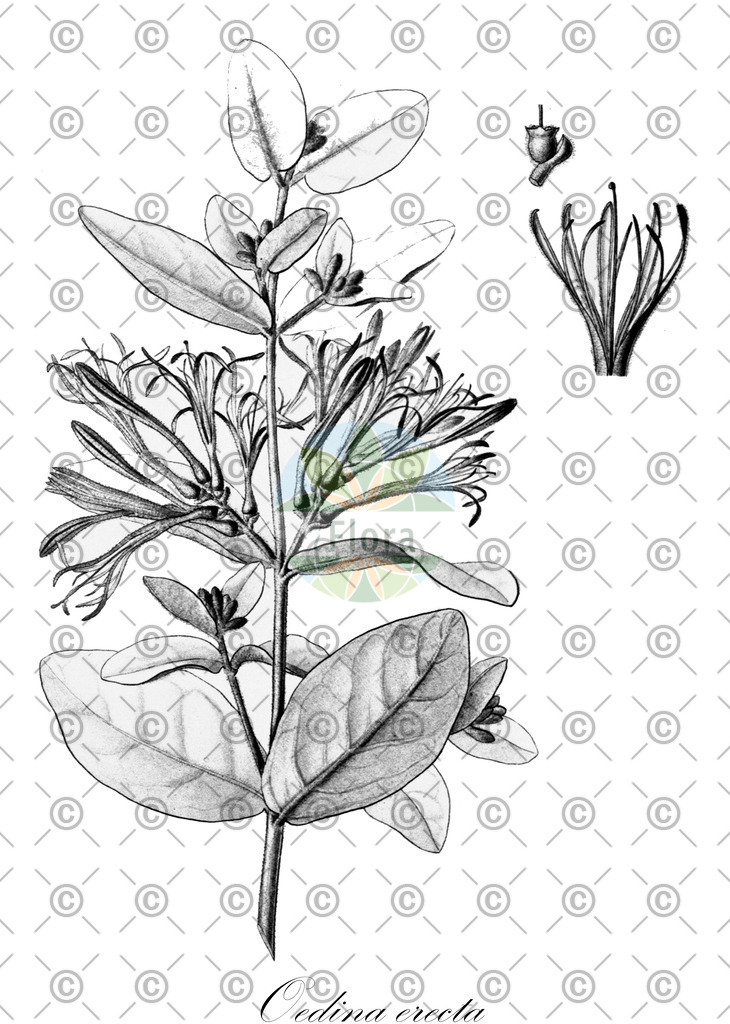 HistAbb_wfo-0001344677_1_ENZY_Simple | Historische Abbildung von Oedina erecta - Loranthaceae | Historical Illustration of Oedina erecta - Loranthaceae