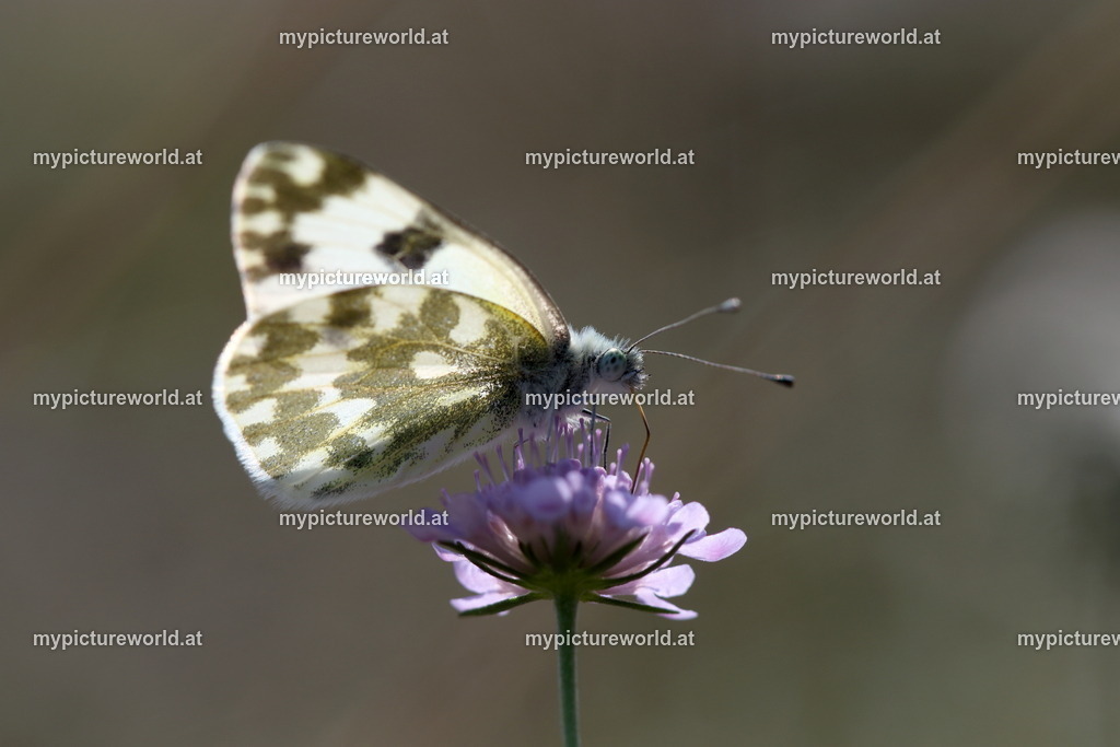 Pontia edusa-014 | Das Bilderarchiv über Tiere, Planzen und Landschaften. In der Bilddatenbank finden Sie ein große Auswahl an hochwertigen Bilder für Ihre Werbung - Realized with Pictrs.com