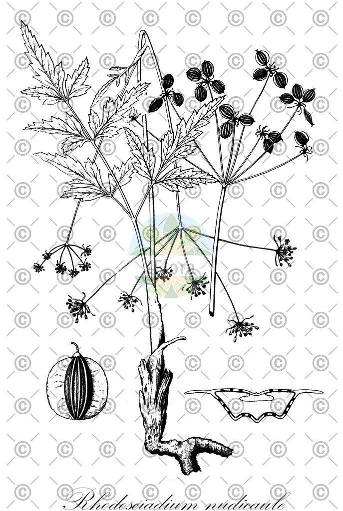 HistAbb_wfo-0001038494_1_ENZY_Simple | Historische Abbildung von Rhodosciadium nudicaule - Apiaceae | Historical Illustration of Rhodosciadium nudicaule - Apiaceae