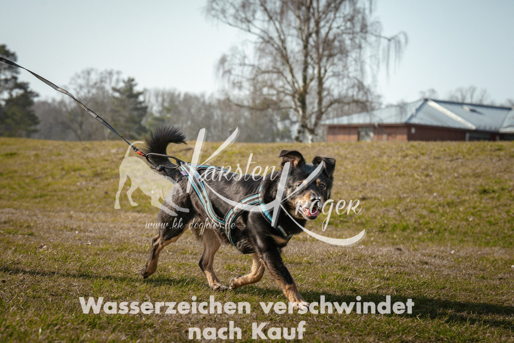 1030_ZZ92737 | kk-dogfotos