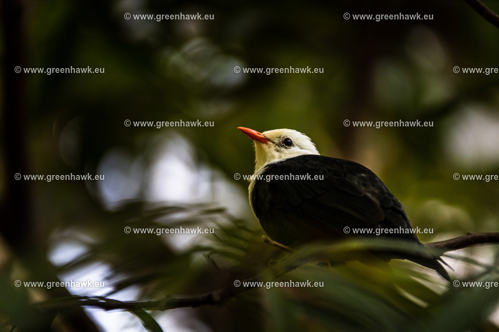 _MG_9056 | Greenhawks Bilder Shop für Landschaften, Urban, Tiere und weiteres als Poster Leinwand oder Fotogeschenk für Ostern Weihnachten oder Geburtstag  - Realisiert mit Pictrs.com