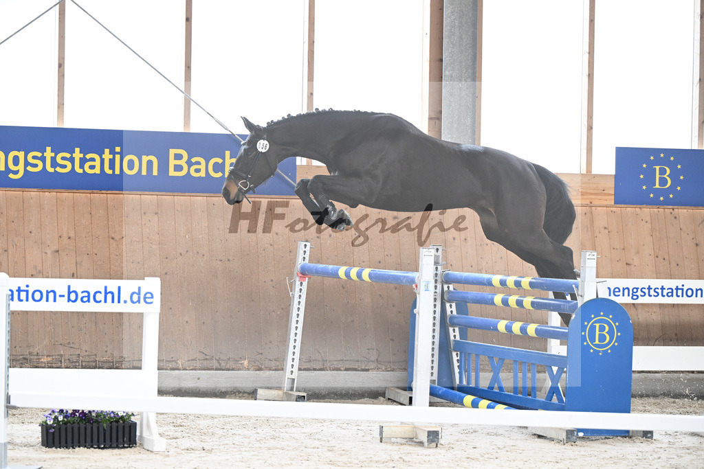 Kat-Nr. 56 Cosita de lAbbaye v. Adzarro de lAbbaye_Steininger_5251690 | hf-fotografie - Realisiert mit Pictrs.com