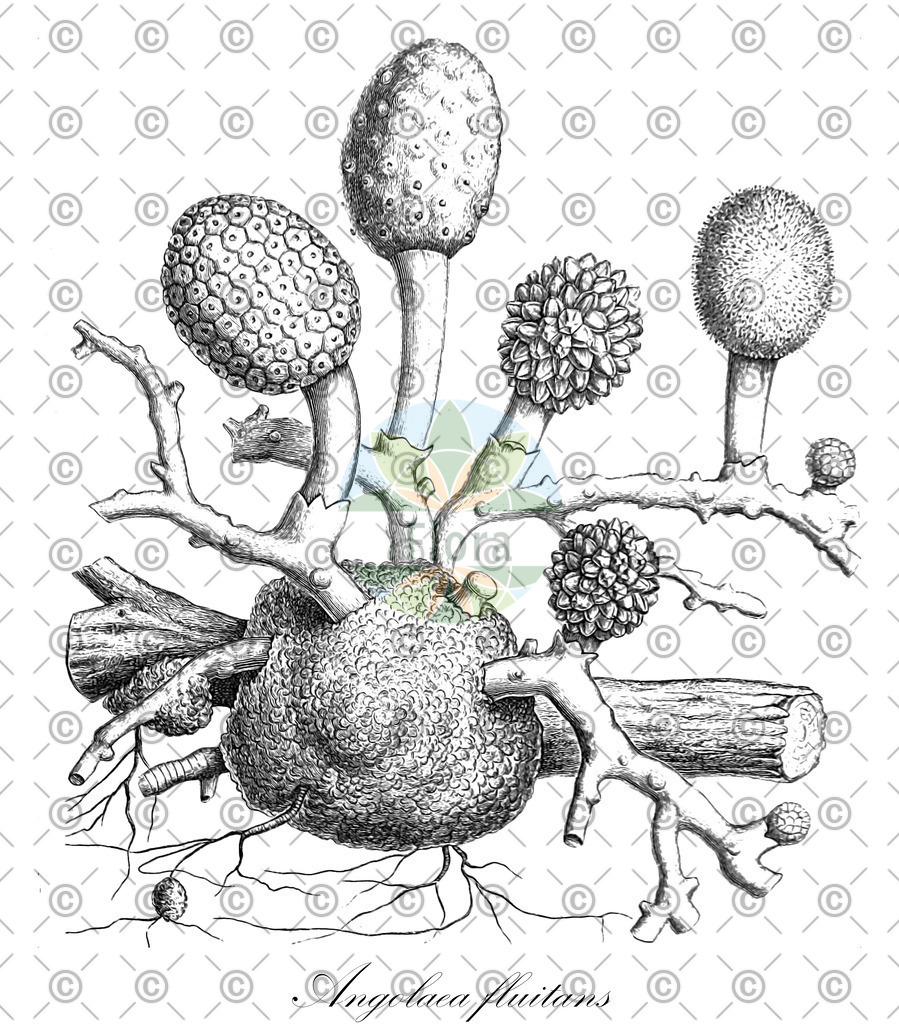 HistAbb_wfo-0000536542_179_ENZY_Simple | Historische Abbildung von Angolaea fluitans - Podostemaceae | Historical Illustration of Angolaea fluitans - Podostemaceae
