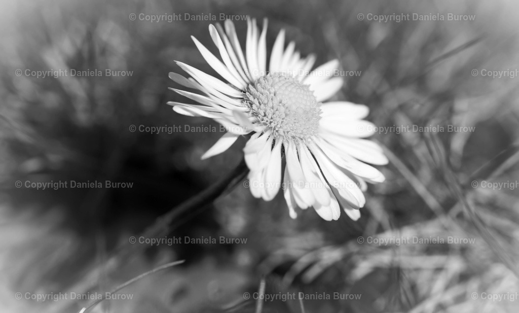 Gänseblümchen  | danielaburow - Realisiert mit Pictrs.com