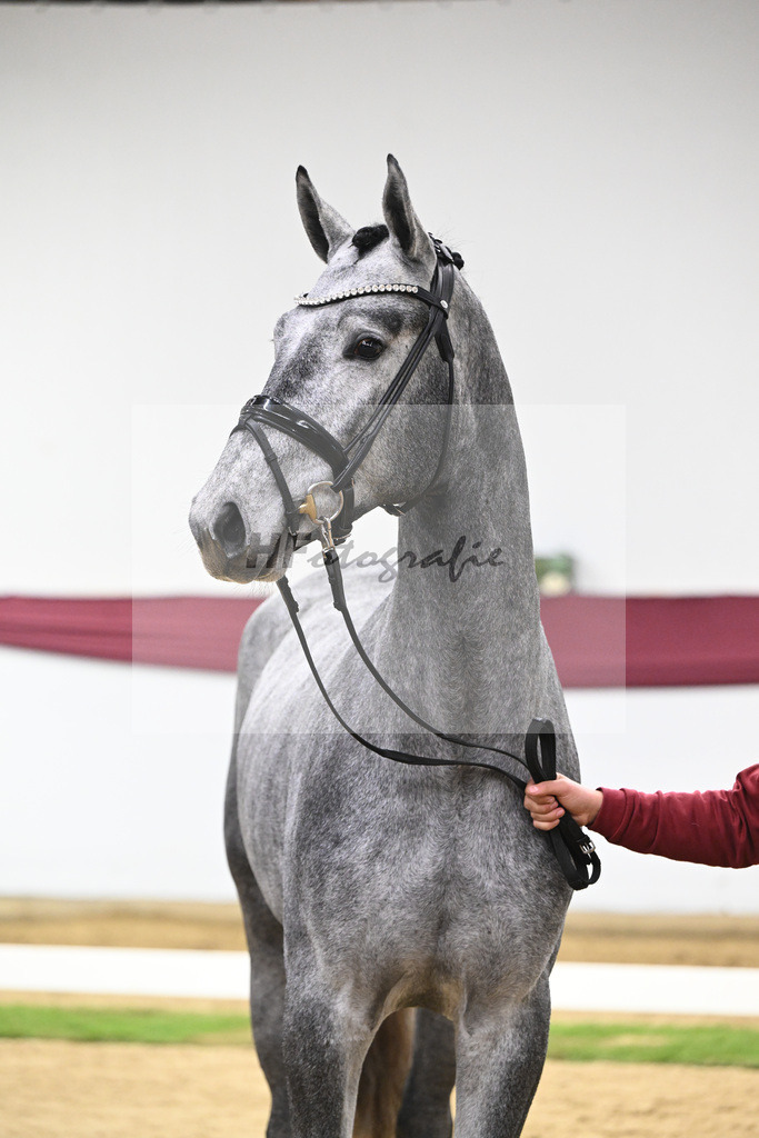 Kat-Nr. 131 Fynch Hatton x Sir Donnerhall I_Reit- und Turnierpferde GmbH IB Berger_47254407 | hf-fotografie - Realisiert mit Pictrs.com