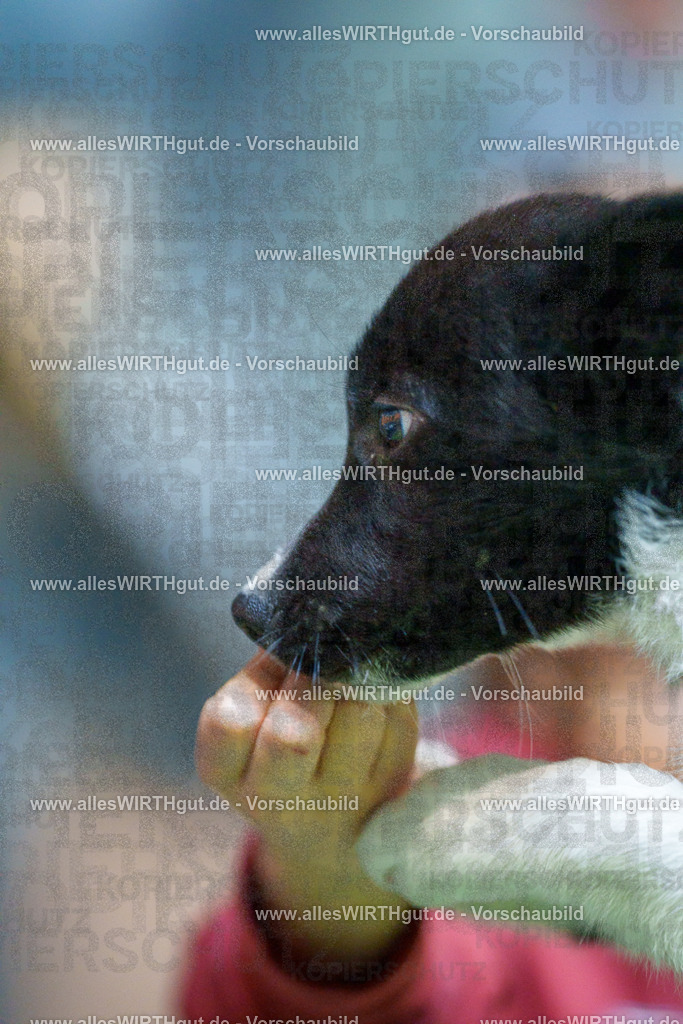 @allesWIRTHgut_Tierfotografie - www.allesWIRTHgut.de - 2604251311-7R503655 | Professionelle Tierfotografie in Mönchengladbach von Daniel Wirth (allesWIRTHgut). Liebevolle & natürliche Bilder von Hunden & Katzen für unvergessliche Erinnerungen.