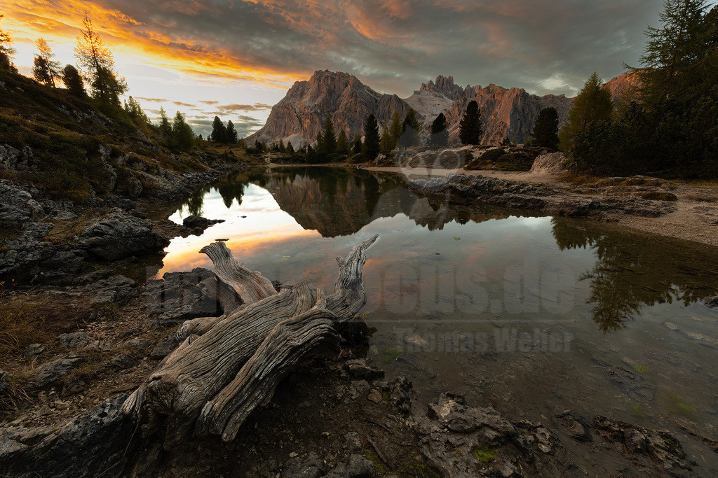 R5M29447_20251004 | Der Bildershop von www.natur-focus.de bietet ihnen den einfachen Kauf von Bildmaterial per Download aus allen Bereichen der Natur. In den Galerien finden sie Landschaftsfotos, Tierbilder und natürlich auf Pflanzenfotos. - Realisiert mit Pictrs.com