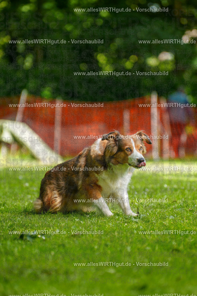 @allesWIRTHgut_Tierfotografie - www.allesWIRTHgut.de - 100549-7R508040 | Professionelle Tierfotografie in Mönchengladbach von Daniel Wirth (allesWIRTHgut). Liebevolle & natürliche Bilder von Hunden & Katzen für unvergessliche Erinnerungen.
