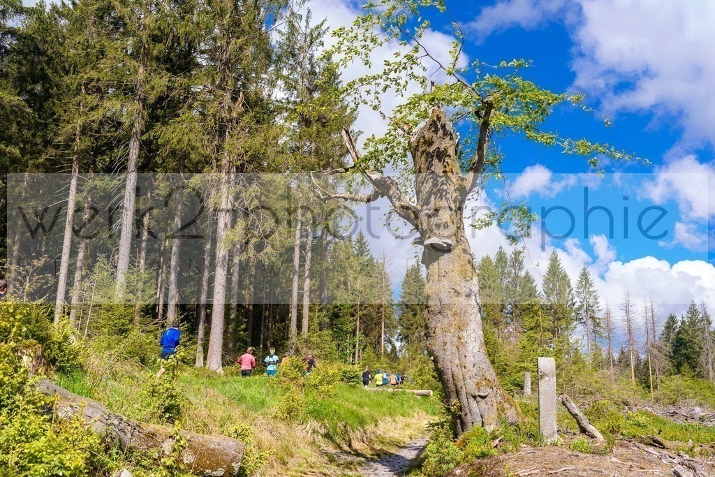 Rennsteiglauf Marathon 2025 | Marathon von Neuhaus/Rwg. nach Schmiedefeld/Rstg. am 17. Mai 2025