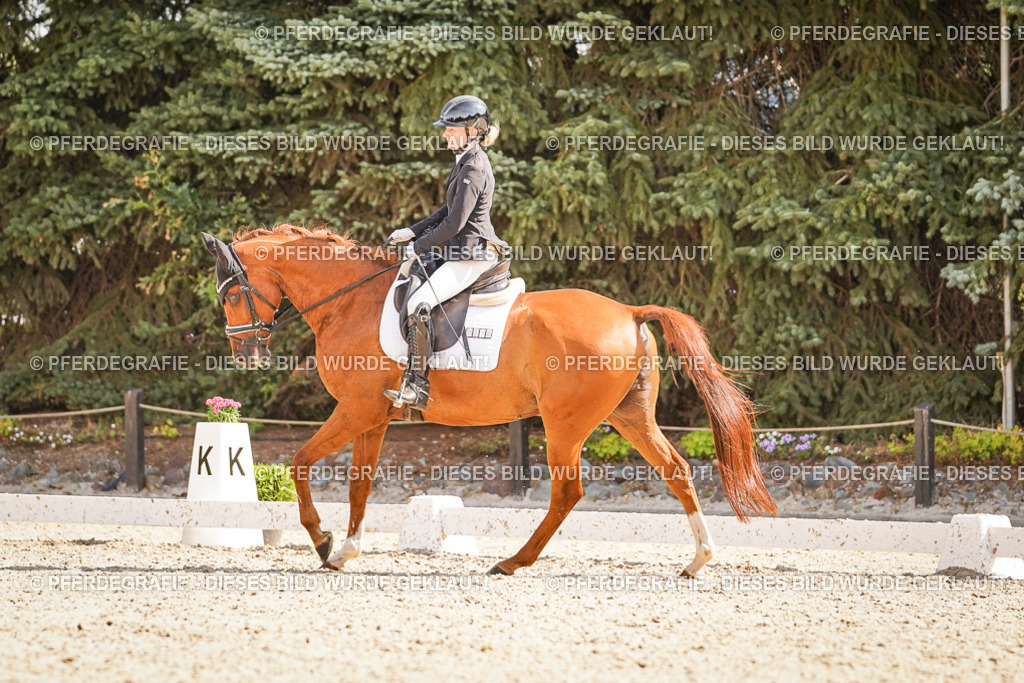 DSC00732 | Pferdegrafie