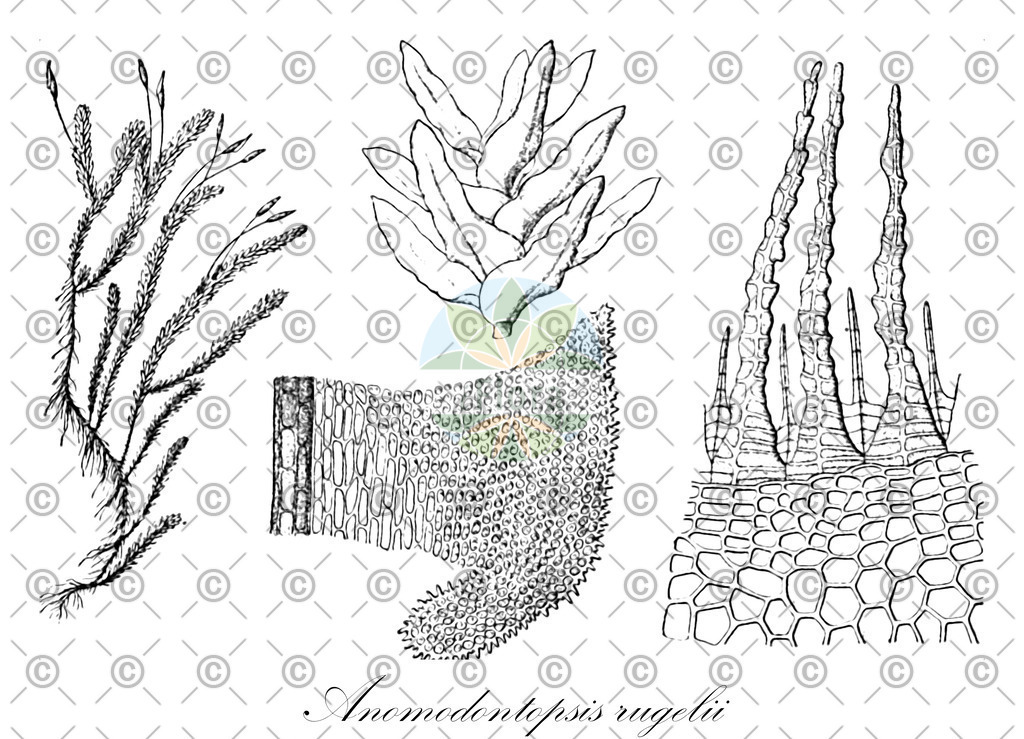 HistAbb_wfo-0000538230_1_ENZY_Simple | Historische Abbildung von Anomodontopsis rugelii - Anomodontaceae | Historical Illustration of Anomodontopsis rugelii - Anomodontaceae