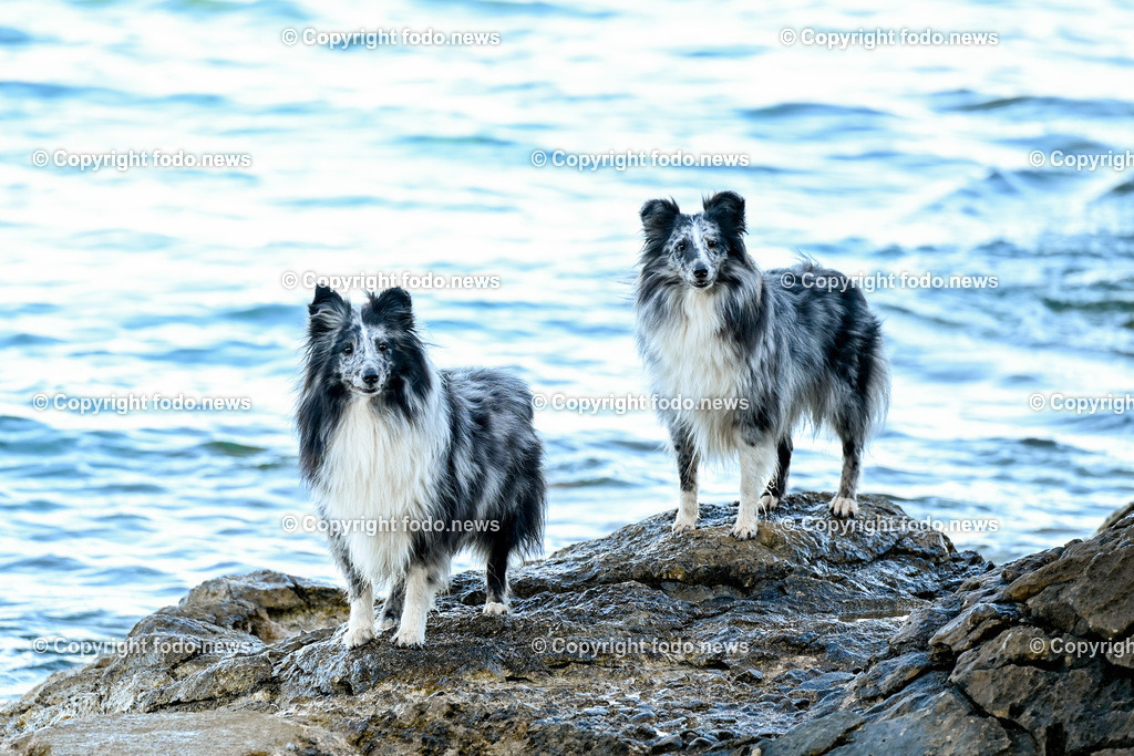 Kroatien_ Brac_ Insel in Dalmatien_ Milna_ 18.07.2025-16 | 18.07.2025, Kroatien, HRV, Brac, Insel in Dalmatien, Milna im Bild Themenbild, Hund, Hunde, Strand, Felsen, Urlaub, Urlaub mit Hund am Meer, Meer, Adria, Tourismus, Salzwasser, Feature, Symbolbild