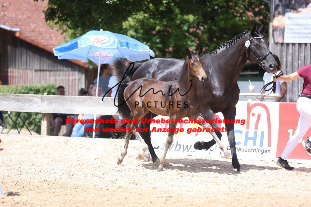 Fohlenschau_Schwäbisch_Hall_springbetonte_Fohlen_KN 29_1 | lmwpictures - Realisiert mit Pictrs.com