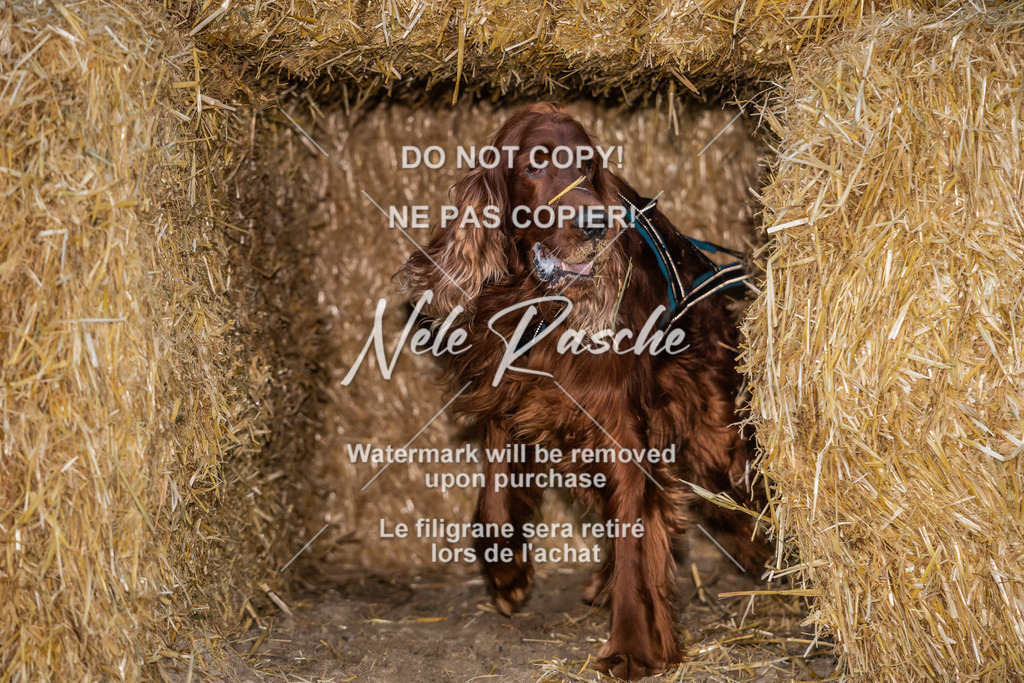 nelerasche_FrNacht_84 | nelerasche