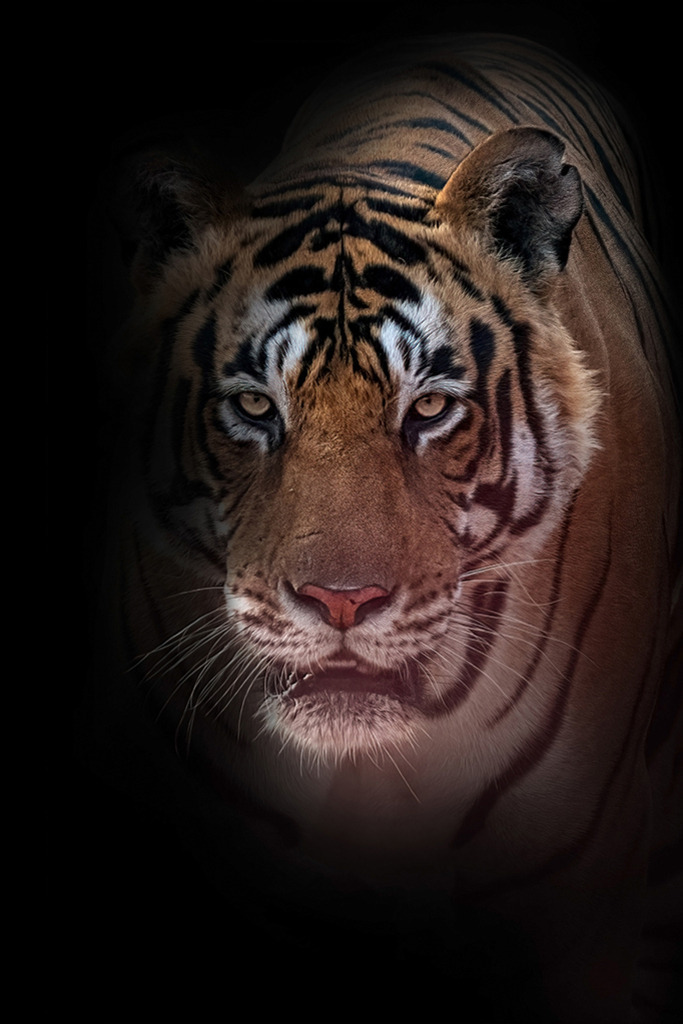 Bengalischer Tiger (Low Key) | Indien | Premium-Wandbild von justsomewhere.com: Ein ausdrucksstarkes Porträt eines Bengalischen Tigers aus dem Ranthambore National Park, dessen Gesicht im dramatischen Low-Key-Stil aus einem tiefschwarzen Hintergrund hervortritt. - Realisiert mit Pictrs.com