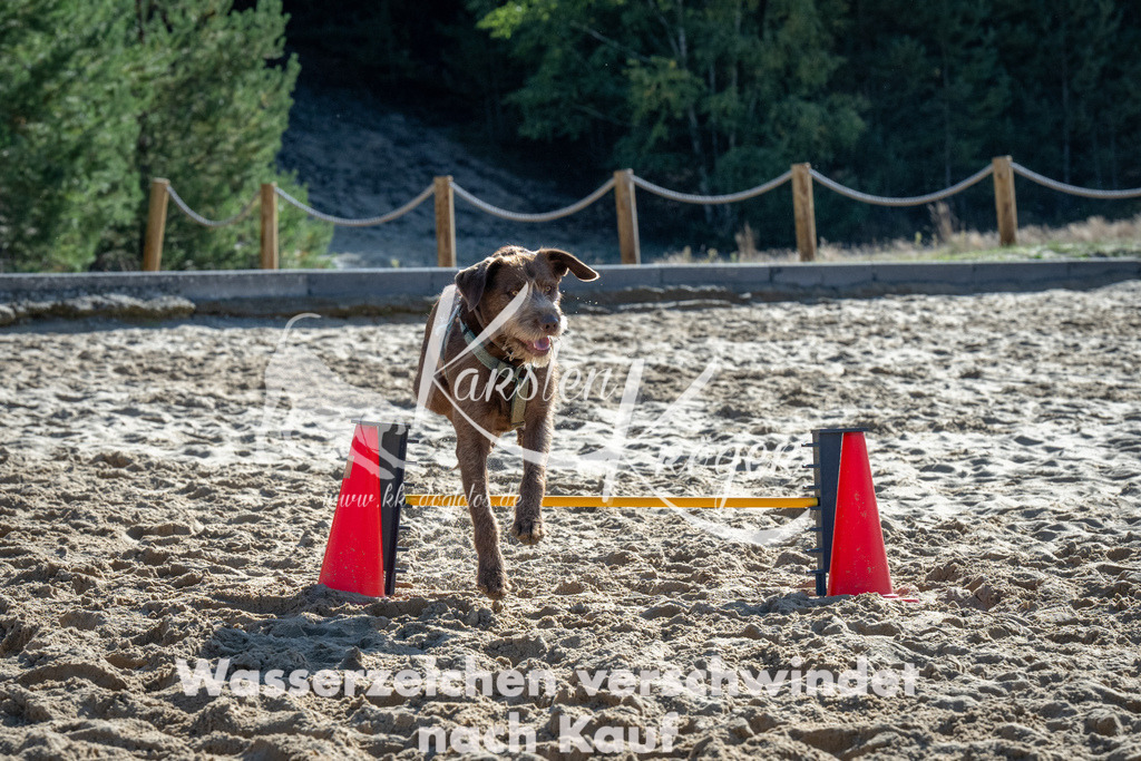 1140_ZZ91702 | kk-dogfotos