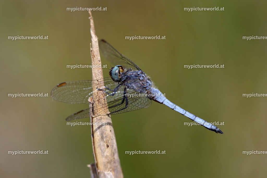 Kleiner Blaupfeil-015 | Das Bilderarchiv über Tiere, Planzen und Landschaften. In der Bilddatenbank finden Sie ein große Auswahl an hochwertigen Bilder für Ihre Werbung - Realisiert mit Pictrs.com