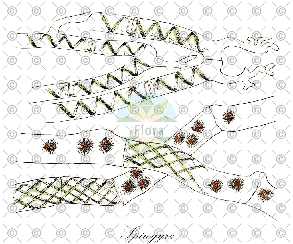 HistAbb_7LCX_1_ENZY_Simple | Historische Abbildung von Spirogyra - Zygnemataceae (0) | Historical Illustration of Spirogyra - Zygnemataceae (0)