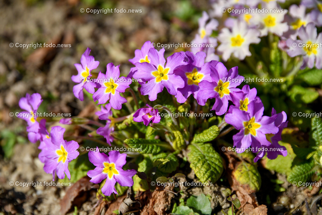 Botanischer Garten_ Friedrich Schwarz_ 08.03.2022-10 | 08.03.2022, Linz, AUT, Botanischer Garten Linz, im Bild Primeln