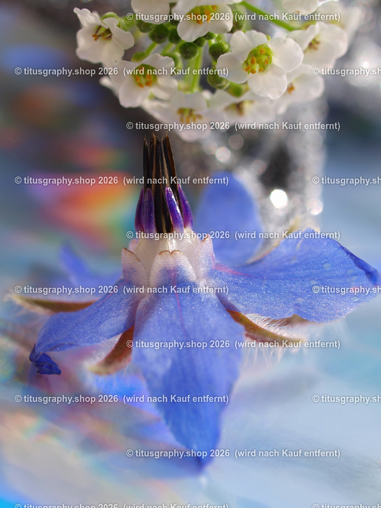 titusgraphy_P9281657-vz-ln | titusgraphy-shop: Geschenkideen mit Qualitätsfotos. titusgraphy-shop: gift ideas with quality photos. titusgraphy-shop: idées cadeaux avec photos de qualité.  - Realisiert mit Pictrs.com