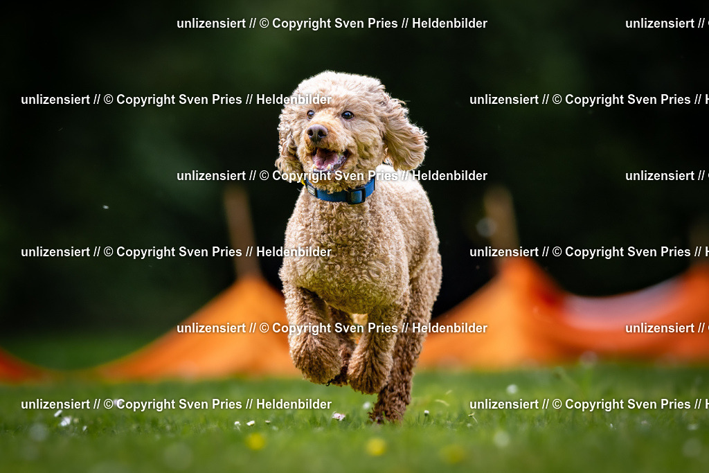 Sven Pries | 2026-05-14 - Hunderennen KA Durlach Vatertag 2026 - Realisiert mit Pictrs.com