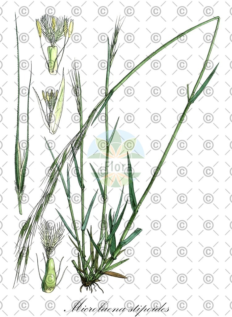 HistAbb_wfo-0000005161_1_ENZY_Simple | Historische Abbildung von Microlaena stipoides - Poaceae | Historical Illustration of Microlaena stipoides - Poaceae