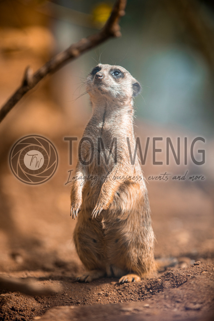 IMG_4121 | Fotos:
Tom Wenig
https://www.tomwenig.de - Realisiert mit Pictrs.com