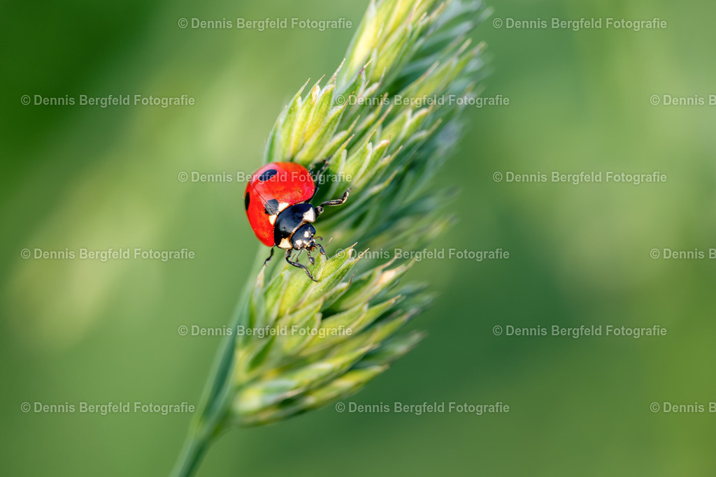 Marienkäfer 7 | Entdecken Sie Natur, Makro und Tierfotografie von Dennis Bergfeld.Besondere Momente und Details der Natur, hochwertig als Foto und Wandbild erhältlich. - Realisiert mit Pictrs.com