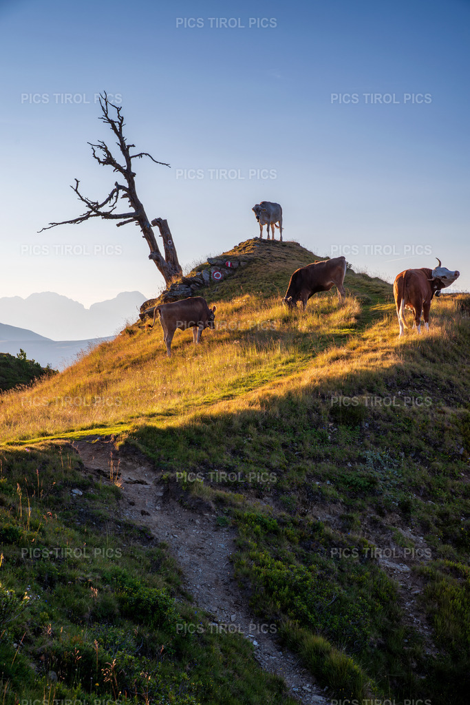 DSC_0434-Verbessert-RR-Bearbeitet | Tirolpics