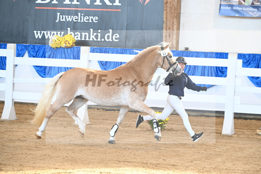 Kat-Nr. 17 Maximus Aurelius v. Manu_ZG Veerkamp-Rabbermann_48250331 | hf-fotografie - Realisiert mit Pictrs.com