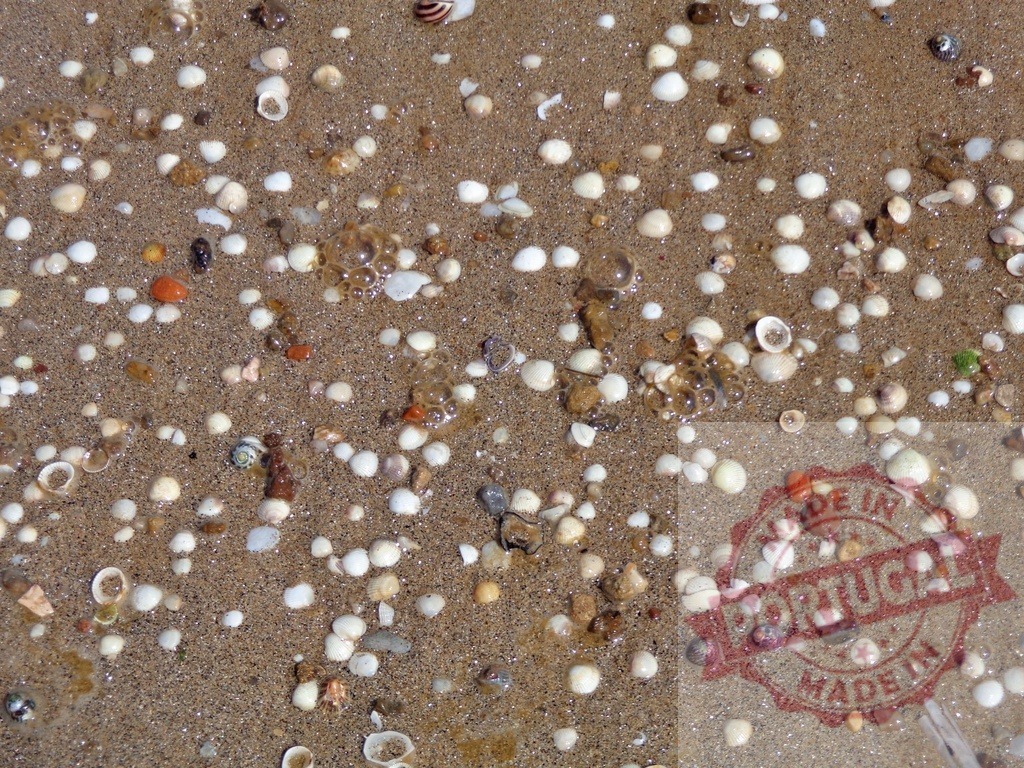 Tiny white shells forming a beautiful pattern on wet sand | Close-up of wet sand covered with numerous tiny white shells and pebbles, creating a beautiful natural pattern - Realisiert mit Pictrs.com