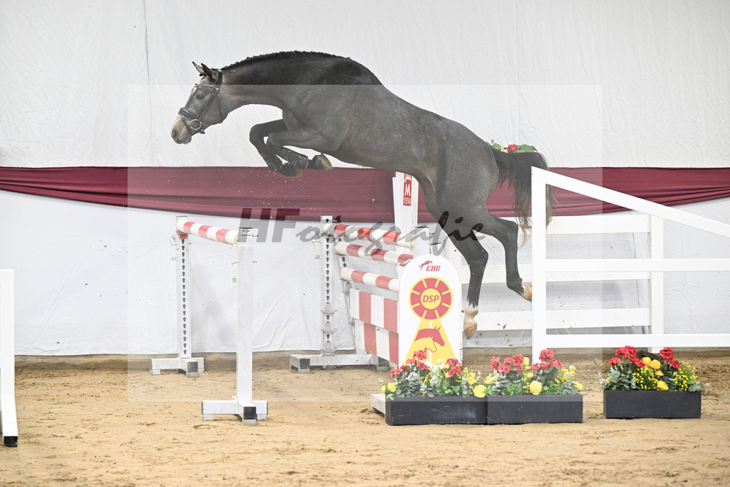 Kat-Nr. 2 Arezzo Man x Canoso_Pferdezucht Pech GbR 47250039 | hf-fotografie - Realisiert mit Pictrs.com