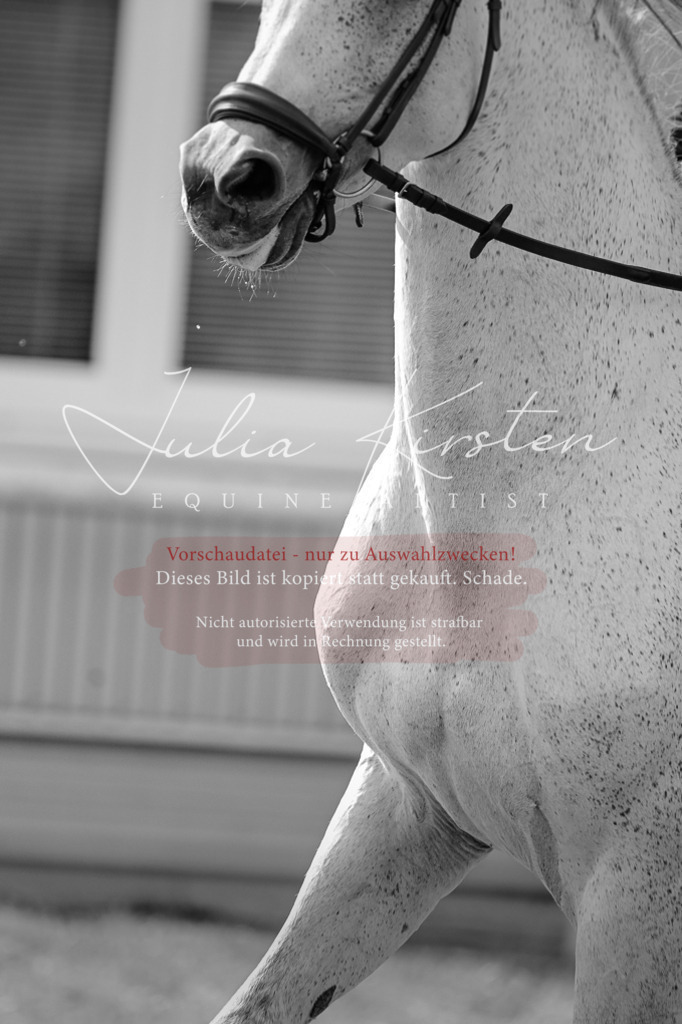 DSC_1048 | Pferde- und Turnierfotografie in Westsachsen. Pferdeportraits, Auftragszeichnungen und intuitive Kunst.