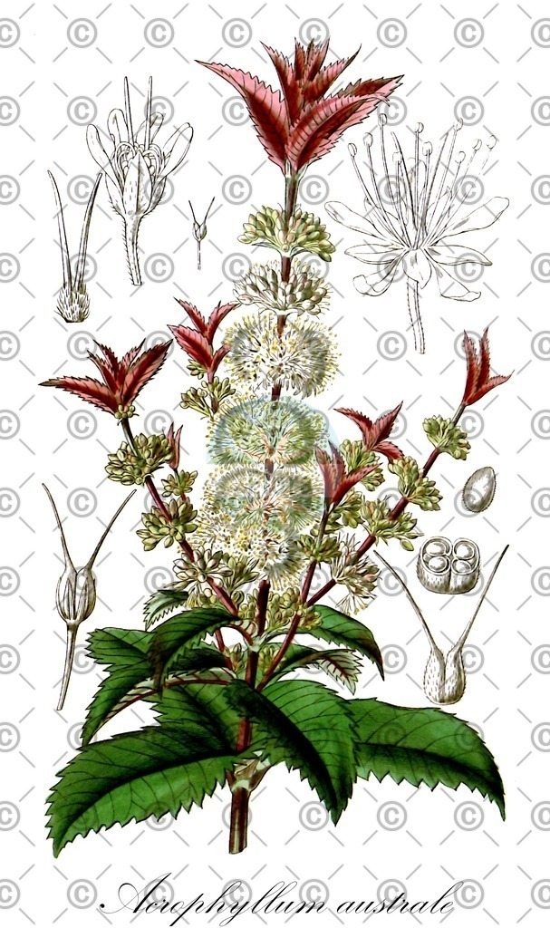 HistAbb_wfo-0000518894_1_ENZY_Simple | Historische Abbildung von Acrophyllum australe - Cunoniaceae | Historical Illustration of Acrophyllum australe - Cunoniaceae