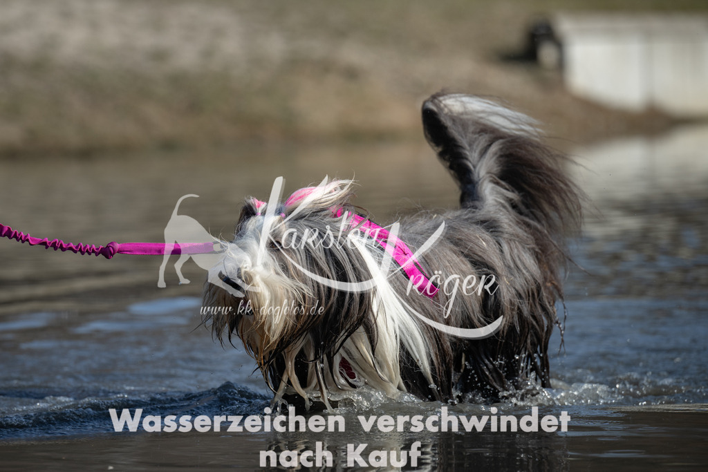 1329_ZZ96474 | kk-dogfotos