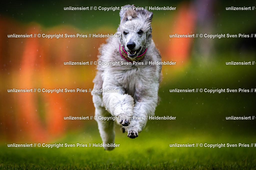 Sven Pries | 2025-09-21 - Hunderennen Baden-Oos - Realisiert mit Pictrs.com