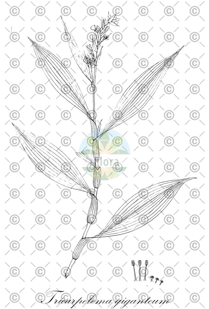 HistAbb_wfo-0001043444_1_ENZY_Simple | Historische Abbildung von Tricarpelema giganteum - Commelinaceae | Historical Illustration of Tricarpelema giganteum - Commelinaceae