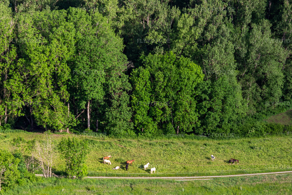 Luftbild: Pferdekoppel im Ortsteil Herdwangen in Herdwangen-Schönach im Bundesland Baden-Württemberg in Deutschland. Foto: IMG_132054.jpg vom 26.05.2022 durch Werner Riehm/FLY-FOTO.de