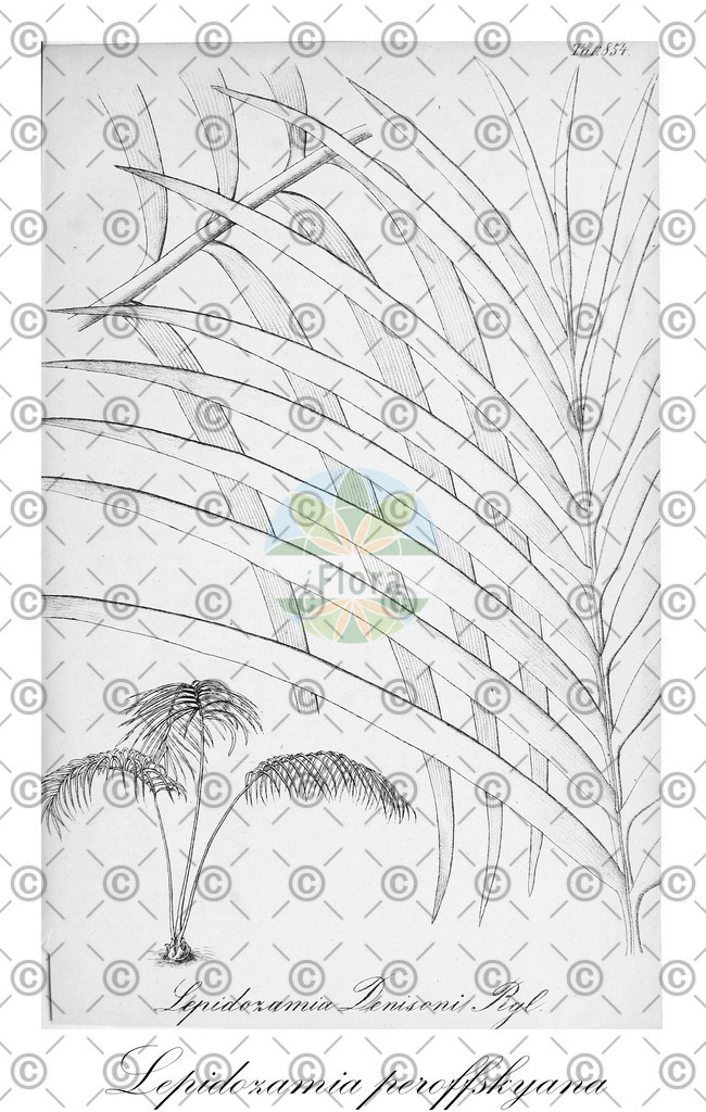 HistAbb_wfo-0001207810_1_ENZY_Simple | Historische Abbildung von Lepidozamia peroffskyana - Zamiaceae | Historical Illustration of Lepidozamia peroffskyana - Zamiaceae